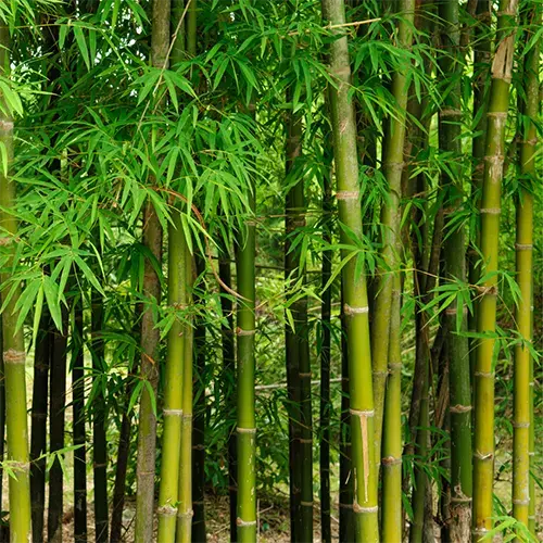 Bamboo