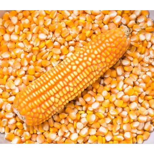Maize