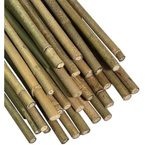 Bamboo Cane