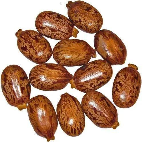 Castor Seed
