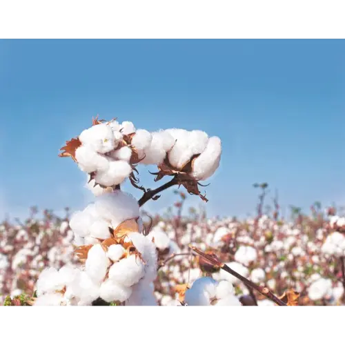 Cotton