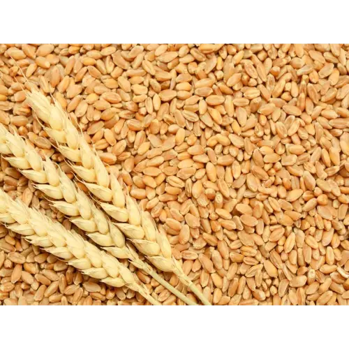 Wheat
